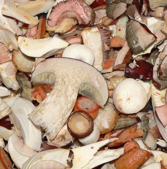 Sušení hub v sušičce, sušené houby