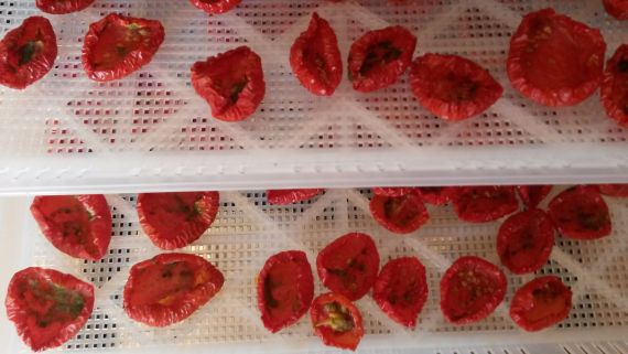 Sušení rajčat v sušičce, domácí sušená rajčata