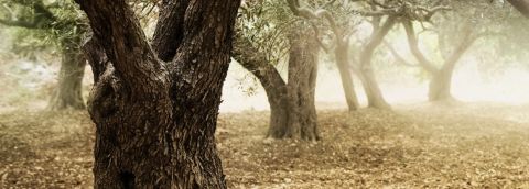 Olivovník - dar moudré bohyně Athény a symbol civilizace a usmíření